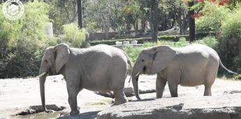 Tras asegurar a elefanta Annie, Profepa revisa zoos de la AZCARM para garantizar su mejor destino