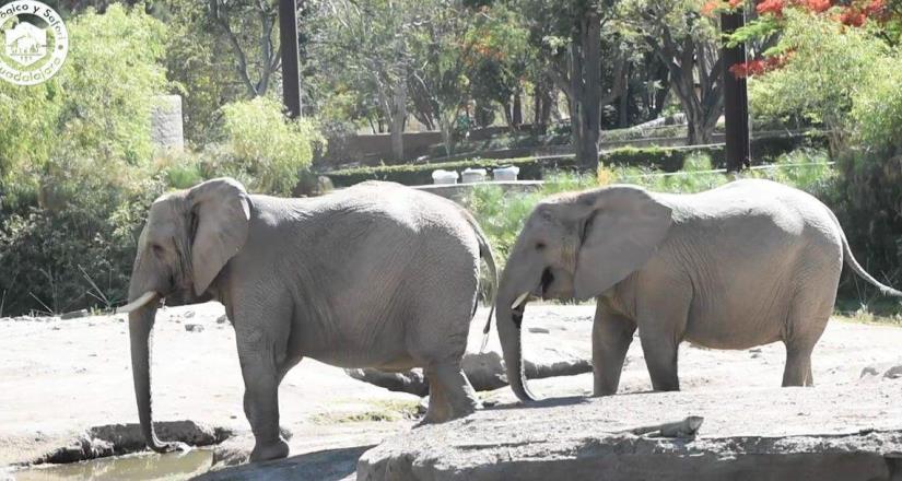 Tras asegurar a elefanta Annie, Profepa revisa zoos de la AZCARM para garantizar su mejor destino