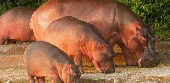 Seguimos listos y dispuestos para translocar a los hipopótamos de Colombia: AZCARM