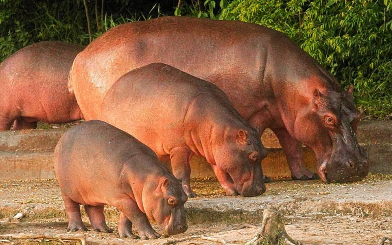 Seguimos listos y dispuestos para translocar a los hipopótamos de Colombia: AZCARM