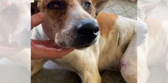 Sujeto que macheteo a perro es sentenciado a cárcel tras una audiencia