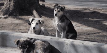 Llama Gobierno de Ensenada a tramitar licencia ambiental temporal para campañas de esterilización de mascotas