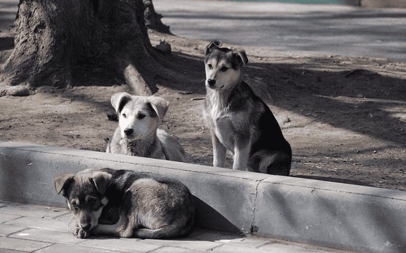 Llama Gobierno de Ensenada a tramitar licencia ambiental temporal para campañas de esterilización de mascotas
