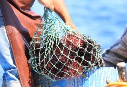 Capacitará Gobierno del Estado a personal de la aduana sobre especies marinas protegidas 