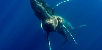 Ballenas jorobadas macho son captadas apareándose por primera vez en la historia