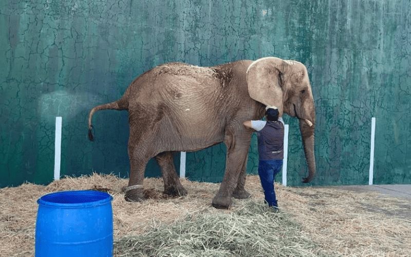 Negligencia de Semarnat pone en peligro a Annie, elefanta rescatada en León