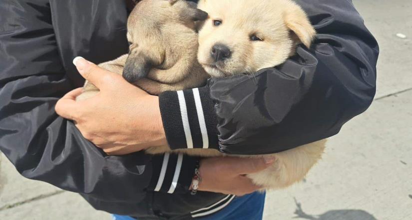 Ayuntamiento de Tijuana exhorta a denunciar venta ilegal de mascotas