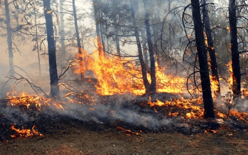 Incendios forestales son atendidos en Oaxaca