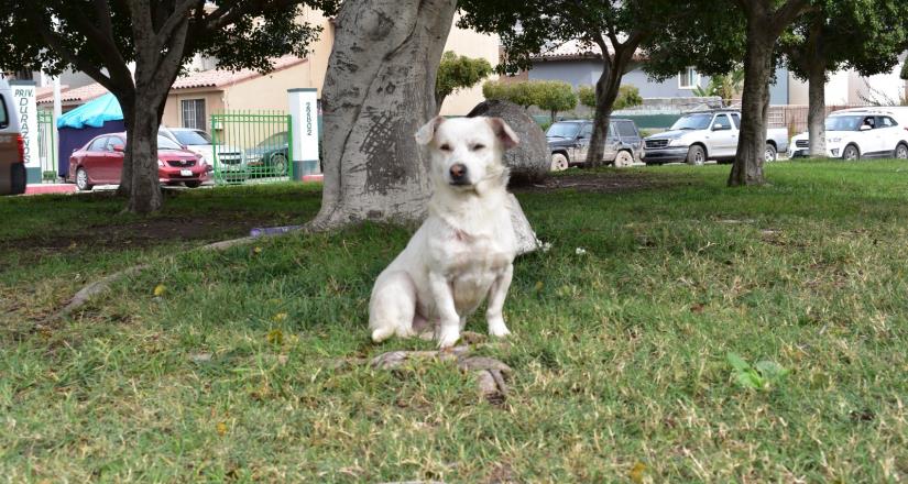 Protección Civil Tijuana etiqueta para ayudar a mascotas en caso de emergencia