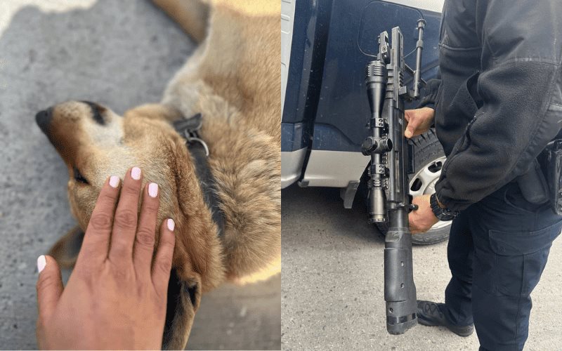 Justicia para Nala, perrita asesinada de un disparo en Tijuana