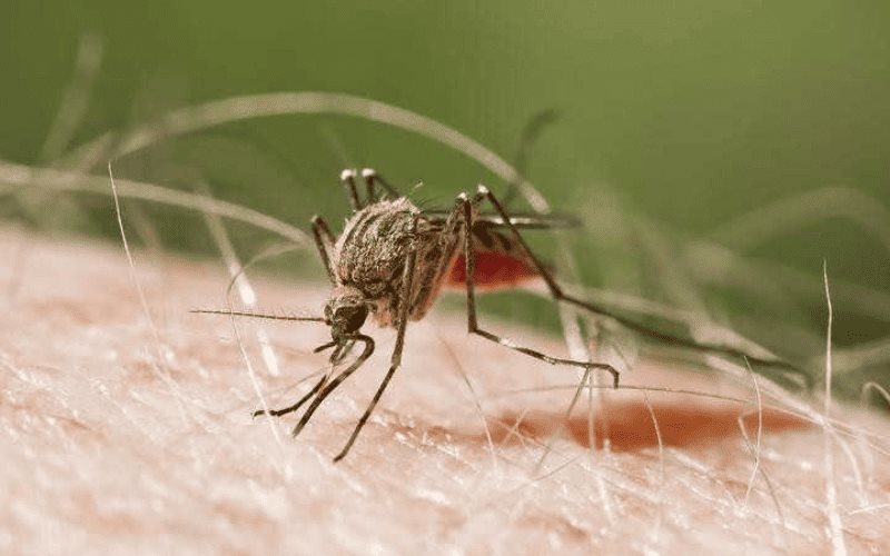 Detectan primer caso de malaria a migrante venezolana en Coahuila