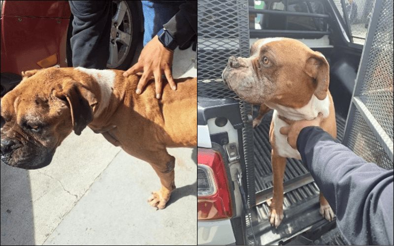 Tras un cateo por maltrato animal, la Fiscalía General Del Estado rescata a dos caninos
