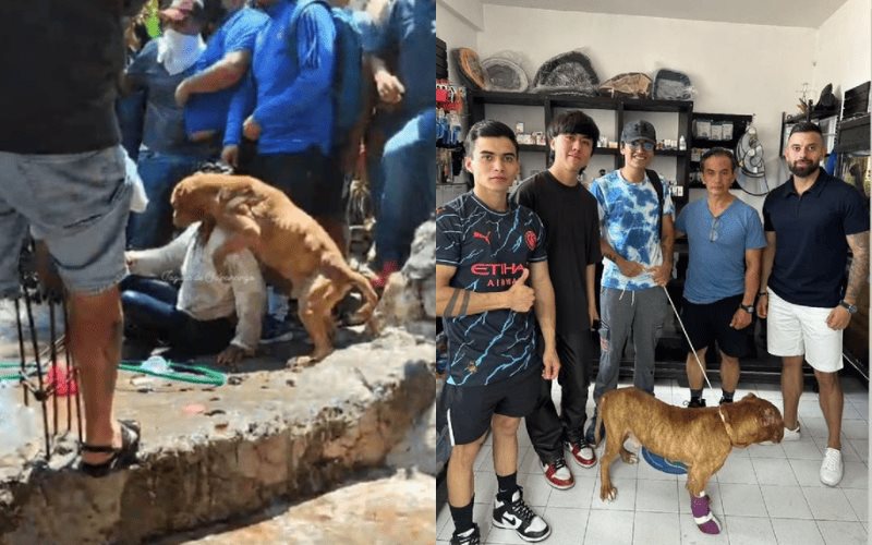 Caso Camila: Adoptan a perrito de la mujer linchada en Taxco