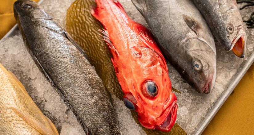 SEPESCA BC llama a seguir el consumo de pescados y mariscos durante todo el año