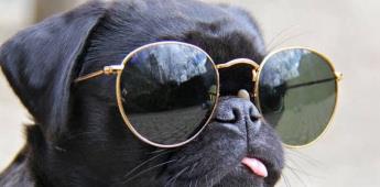 Consejos para proteger a tus mascotas durante el eclipse solar 