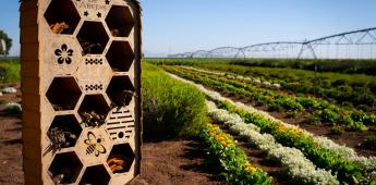 Bee project, jardines florales para más de un millón de abejas