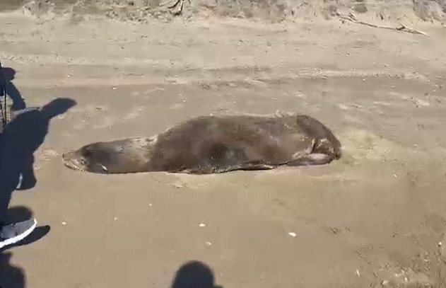 Lobo marino es rescatado en Playas de Navolato; su estado de salud es delicado