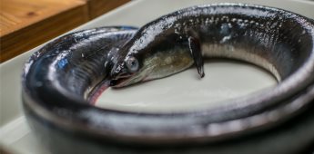 Descubren anguila viva de 30 cm en el estómago de un hombre