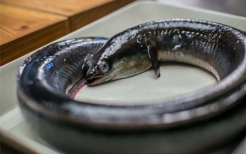Descubren anguila viva de 30 cm en el estómago de un hombre