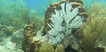 Océanos sufren un blanqueo masivo de los corales a nivel global