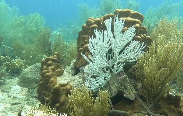 Océanos sufren un blanqueo masivo de los corales a nivel global