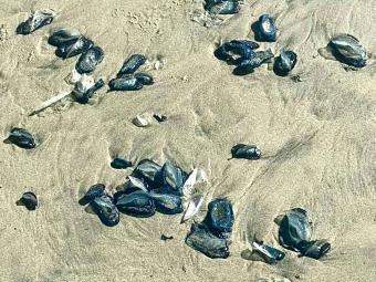 Autoridades registran medusas en Playas de Rosarito y Tijuana, advierten riesgos de tocarlas