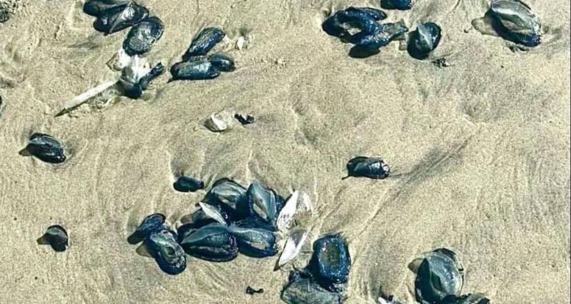 Autoridades registran medusas en Playas de Rosarito y Tijuana, advierten riesgos de tocarlas