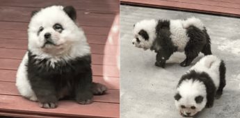 Zoológico de China pinta perros para hacerlos pasar por osos panda