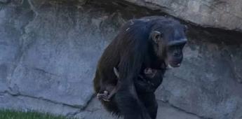 Muere bebé chimpancé en un zoológico de España y su mamá se niega a dejar de cargar su cuerpo
