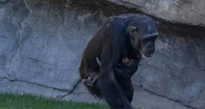 Muere bebé chimpancé en un zoológico de España y su mamá se niega a dejar de cargar su cuerpo