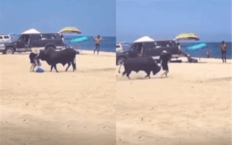 Toro ataca a turista en playa de Los Cabos