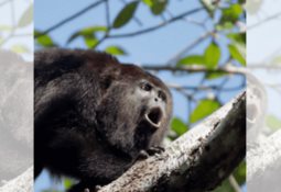 Aníbal Zuñiga Cortés y su esposa son encontrados entre cadáveres en Acapulco