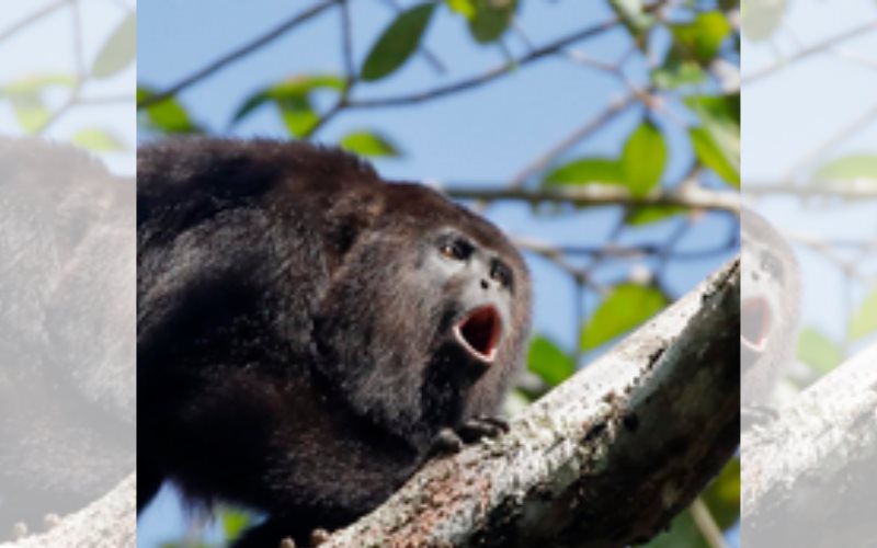 Grupos registraron muertes de ejemplares de monos saraguatos por el calor