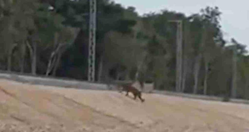 Captan a jaguar cruzando las vías del Tren Maya