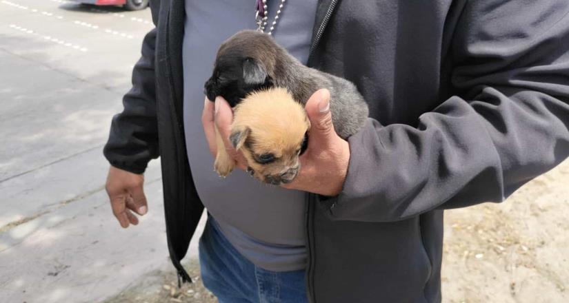 Ayuntamiento de Tijuana continúa firme en el combate de venta ilegal de mascotas