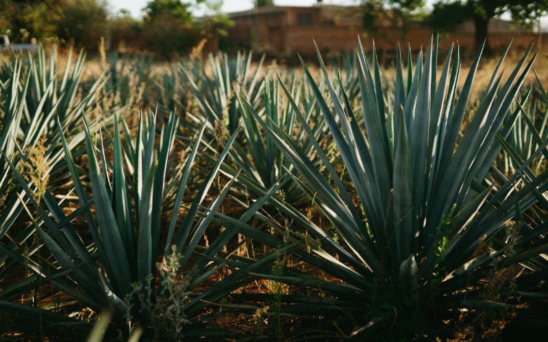 Tercera ola de calor azotará territorio nacional