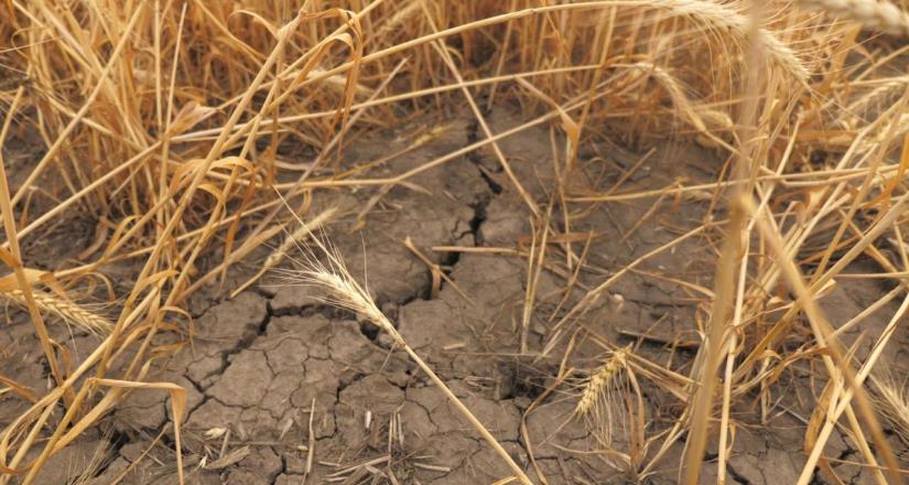 Enciende sequía focos rojos para la producción de alimentos: UMFFAAC