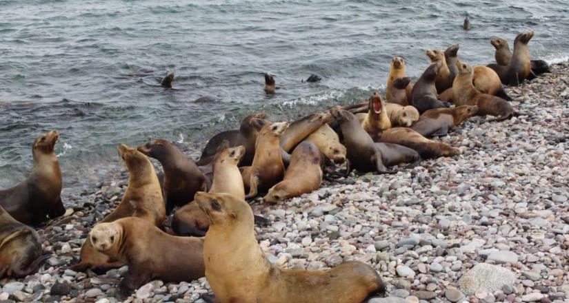 Barcos de sardina matan aves marinas protegidas sin que SEMARNAT lo impida: AZCARM