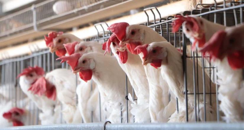 OMS: Muerte en México no fue por gripe aviar H5N2
