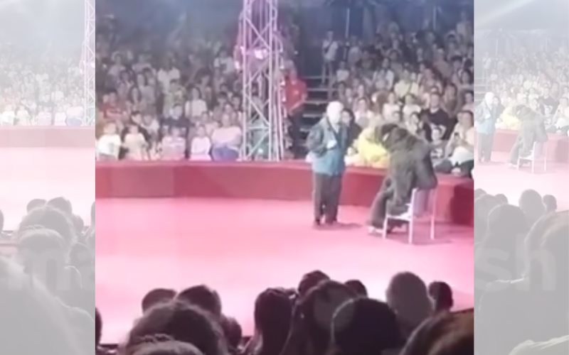 Osa ataca a su entrenador en un circo de Rusia