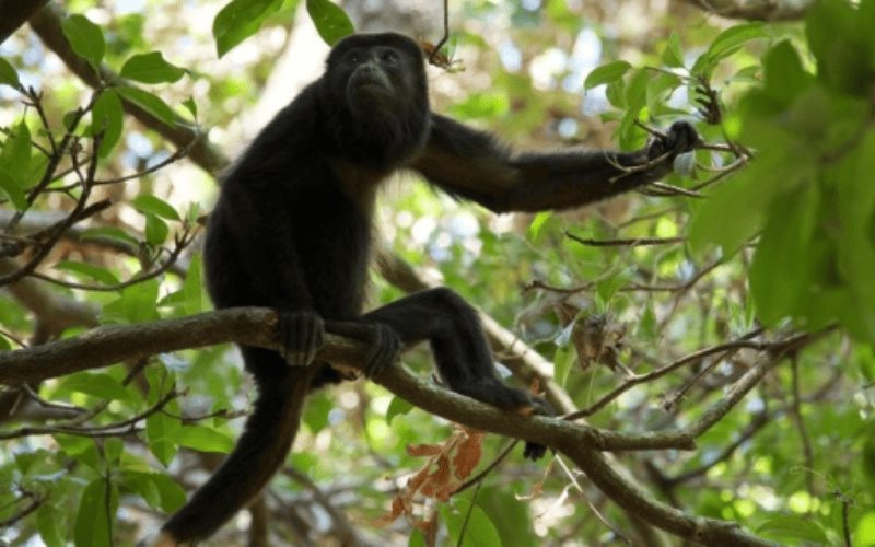 AZCARM instala campamento permanente en Comalcalco, Tabasco, para atender la muerte masiva de monos saraguatos que sigue en aumento