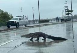 Samuel García y Mariana Rodríguez adoptan a Alberto, un perrito que se encontraron en una zona afectada por lluvias