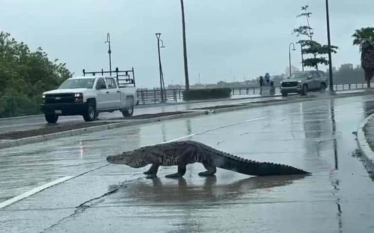 Cocodrilo sorprende en calles de Tampico; será trasladado a su hábitat natural