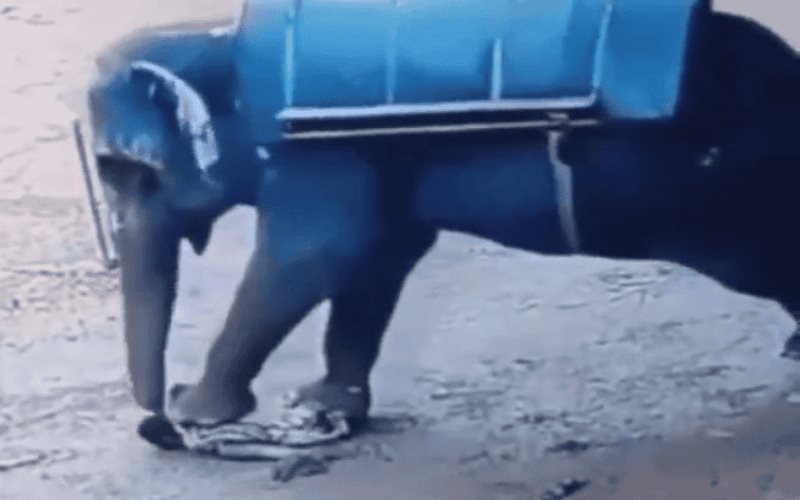 Elefante aplasta a su entrenador en la India