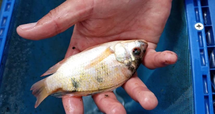 SEPESCA BC espera buena producción de tilapia en el Valle de Mexicali