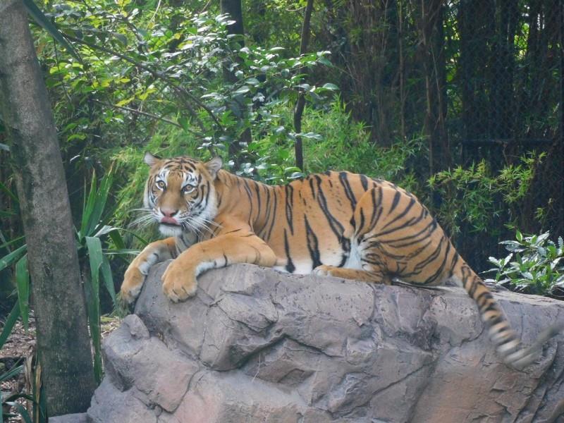 Zoos de AZCARM han destinado 76.5 millones de pesos a darles una segunda oportunidad de vida