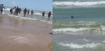 Tiburón atacó a turistas en isla de Texas