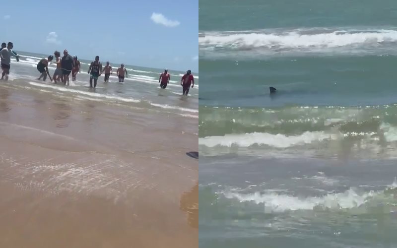 Tiburón atacó a turistas en isla de Texas