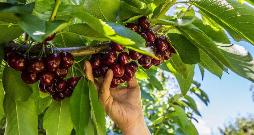 5 datos de las Cerezas de Verano que le interesan a los mexicanos