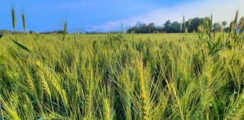 Sonora registra quiebra de agricultores por bajos precios de grano